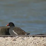 L'Oustau De Caillette