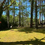 Le Petit Poulailler Au Beau Milieu Des Pins