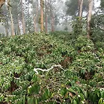 Coorg Kolamotte