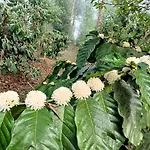 Coorg Kolamotte