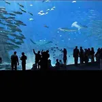 New Proche Nausicaa ! « Mille Et Un Reve »