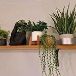 Jungle Street