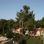 Un Nid Dans La Pinede