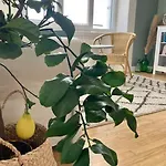 Le Citronnier