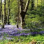 Holly Wood