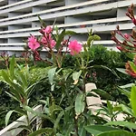 Parenthese Nature