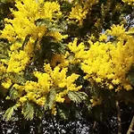 Sous Les Mimosas