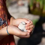Les Oiseaux