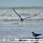 Studio Bords De Plage