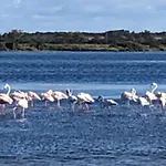 Le Flamant Rose
