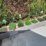 Les Hortensias