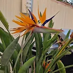 L'Oiseau Du Paradis