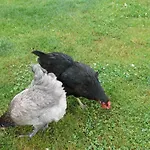 Gite Paimpol Le Poullou