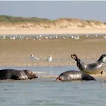 Escapade Berckoise, Berck Plage