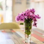 Appartement Aux Aloes