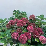 Les Hortensias