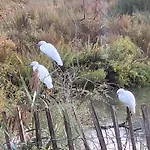 De L'Eau Et Des Oiseaux !