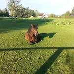 La Becassine
