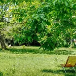 Le Cedre Du Parc De La Dame